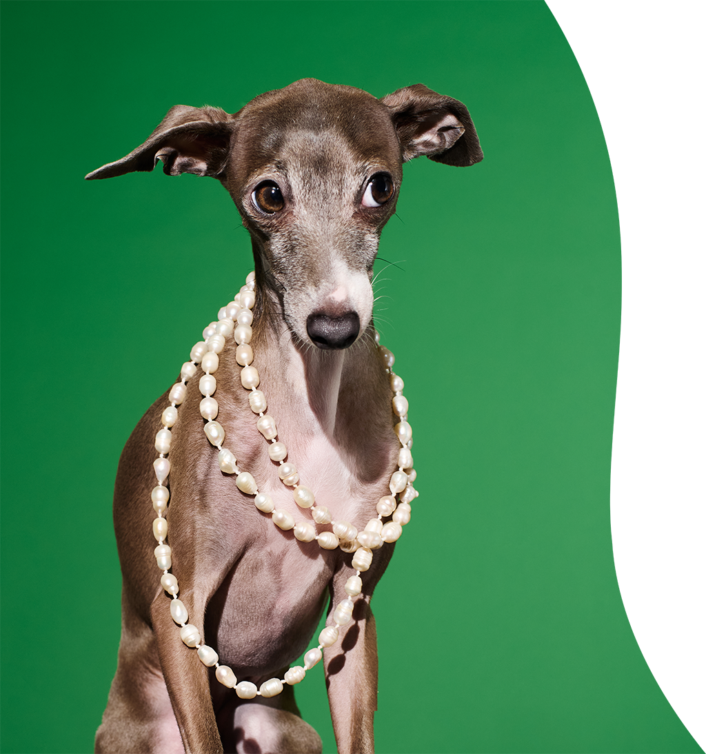 Sicilian Avenue Brand Shot Italian Greyhound HR